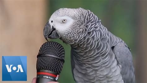 parrot video|free parrot video clips.